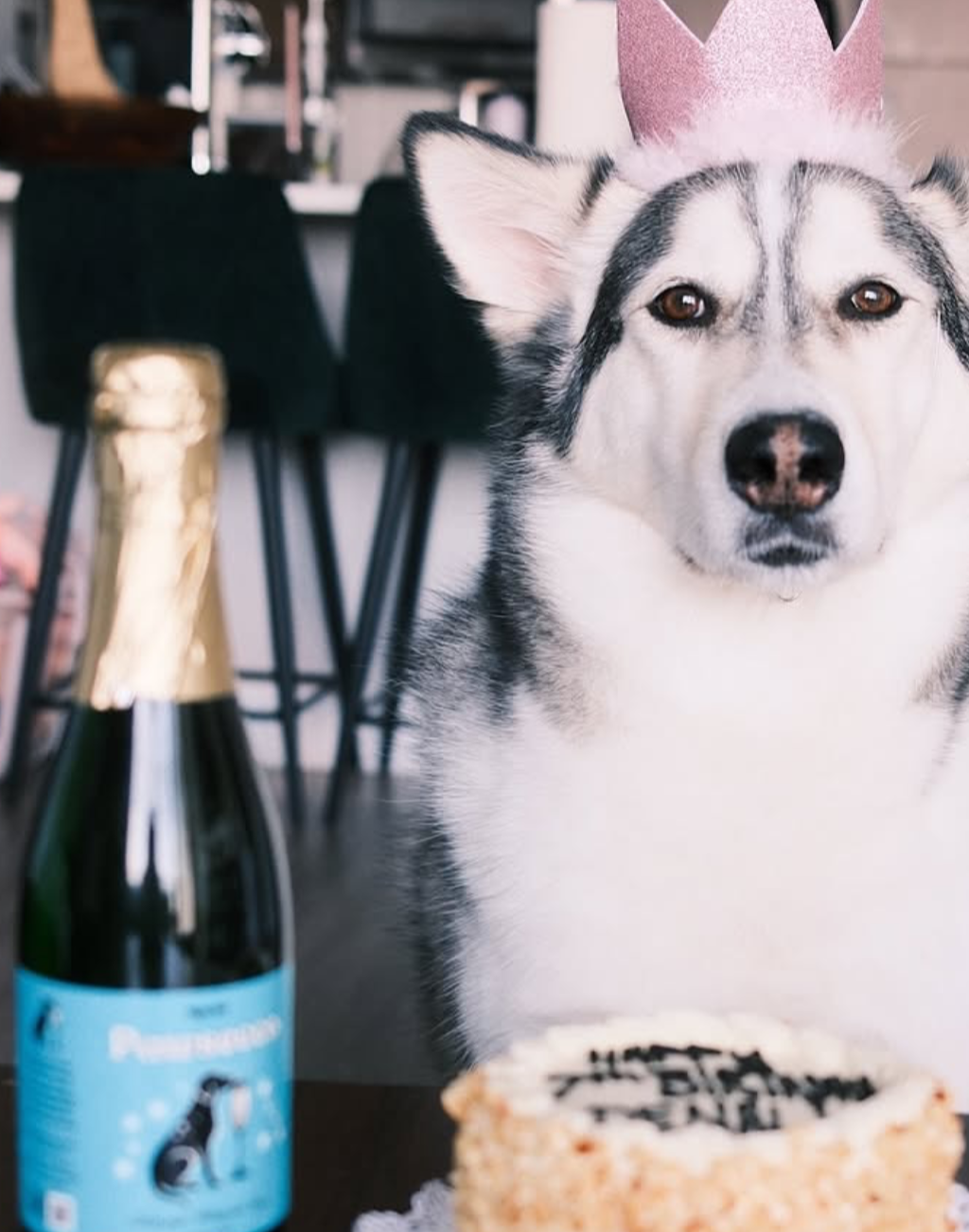 The Dog Wine Bundle