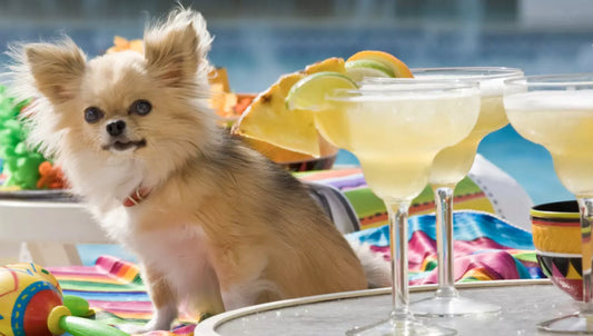 Puptini Delight