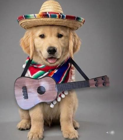 The Dog Margarita Kit "Pawgarita"
